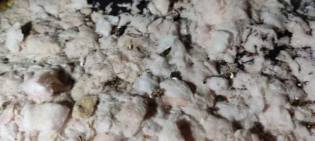 Understanding Mold - When Should You Be Concerned?